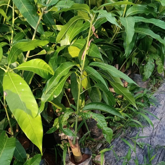 白沙县金煌芒果苗芒果适合地区:海南，广东，广西，云南
