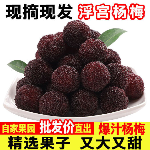 华安县【推荐】福建浮宫大杨梅新鲜现摘孕妇当季水果整箱鲜果包邮现发