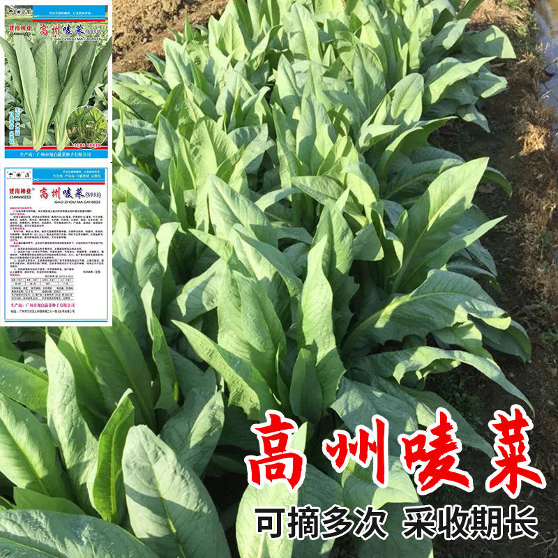 广州高州唛菜种子高州甜麦菜种宽叶苦麦菜苦麻菜种蔬菜种子四季播