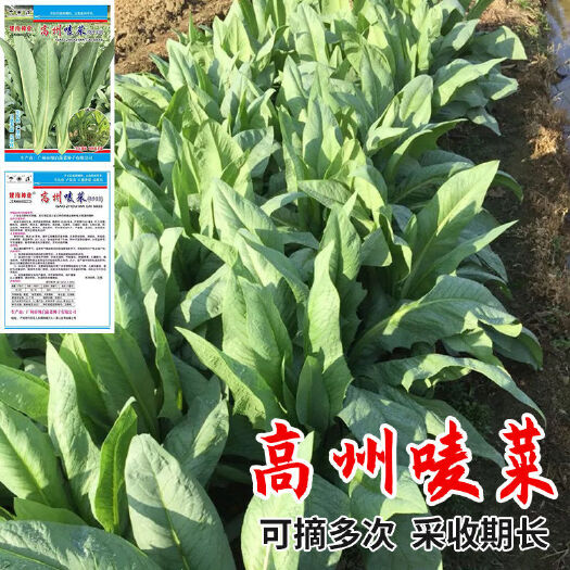 广州高州唛菜种子高州甜麦菜种宽叶苦麦菜苦麻菜种蔬菜种子四季播