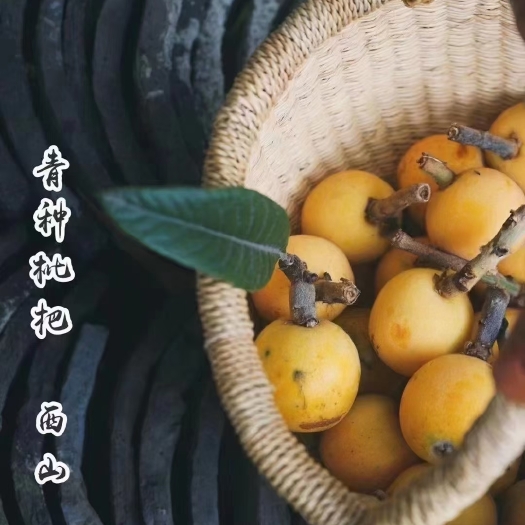 苏州苏州西山青种枇杷