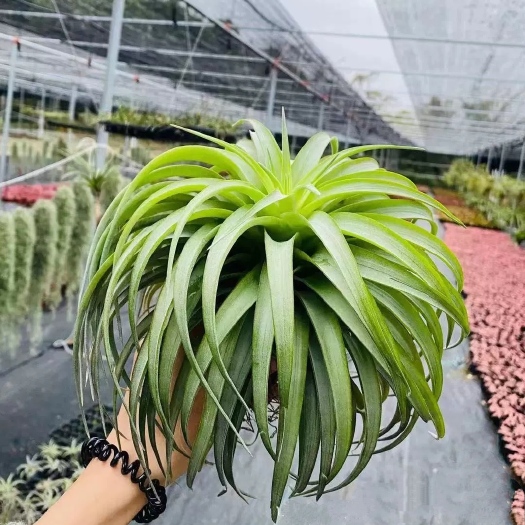 广州超级贝可利 密叶型