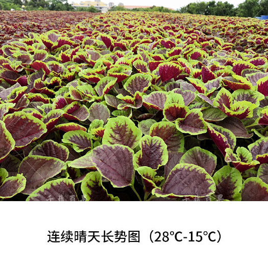 建南大叶红苋菜种子圆叶汉菜种籽耐热汗菜大田用种四季播蔬菜种孑
