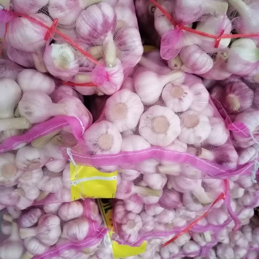 邳州市邳州早熟蒜鲜蒜红皮蒜