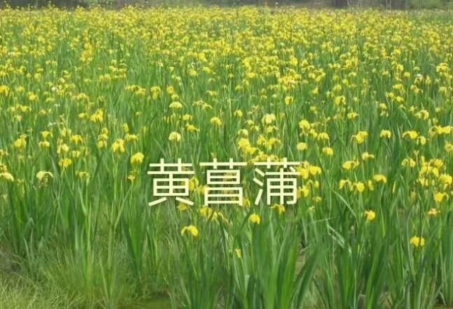 安新县黄菖蒲