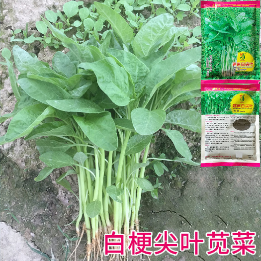 建南白尖叶苋菜种籽白梗苋菜籽四季青汉菜种子汗菜种蔬菜种孑