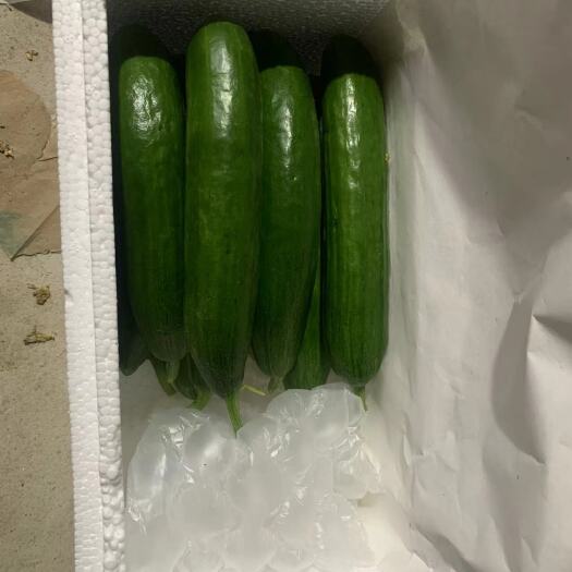 平度市水果黄瓜，