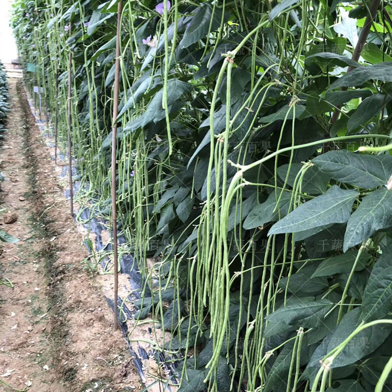 特长油白豆角种子豆角子种孑豇豆种籽豆种东方红春秋季高产蔬菜种