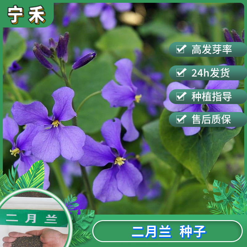 南京二月兰种子 诸葛菜种子 秋播耐寒喜光草本植物茎可食用