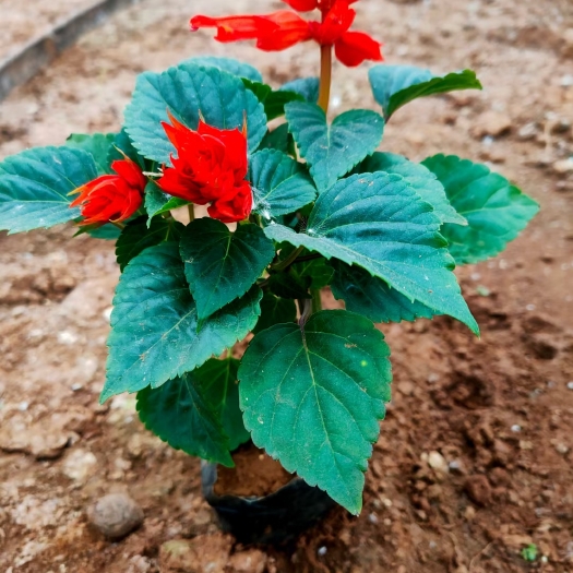 青州市一串红盆栽一串红、又称爆仗红、象牙红基地批发大量现货批发