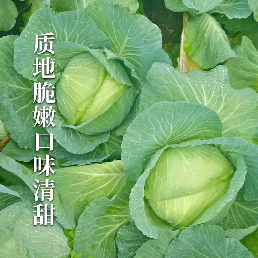 宜昌冬久80甘蓝种子晚熟越冬甘蓝耐寒抗病叶球扁圆包菜耐低温