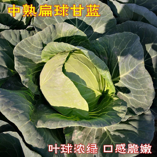 比亚久279水果甘蓝种子中熟球形扁圆口感脆嫩包菜味道鲜美产量