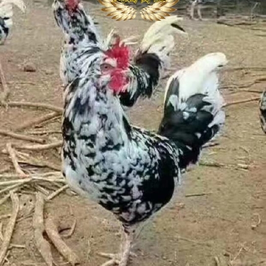 洞口县贵妃鸡