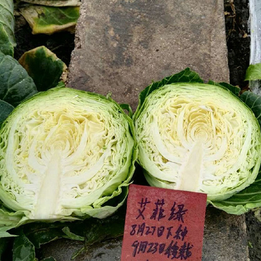 艾菲绿甘蓝种子早熟圆球形抗病耐裂绿叶黄芯包菜卷心菜结球紧实