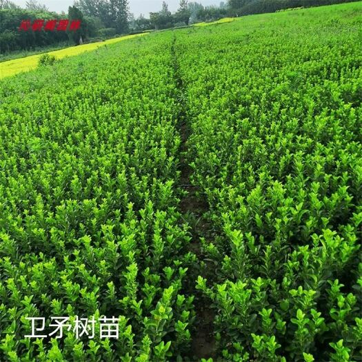 沭阳县冬青树苗卫矛瓜子黄杨院围墙绿篱新鲜户外批发老桩五彩色块苗工程