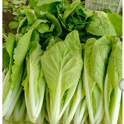 太和县优选精品毛白菜，常年供货，物美价廉，欢迎选购