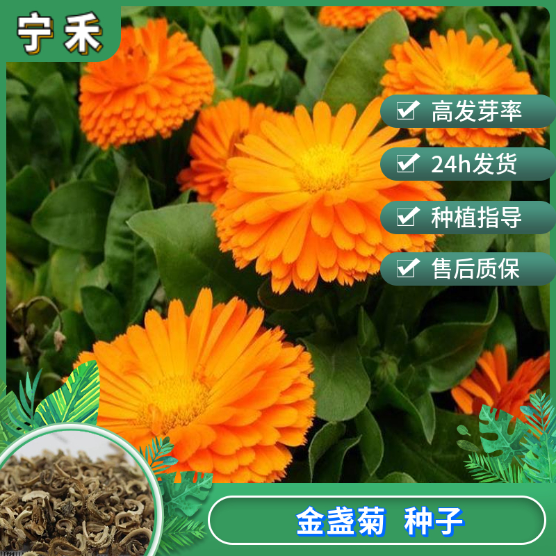 南京金盏菊种子 耐旱耐贫瘠土质 易种庭院阳台景观 园林绿化花种
