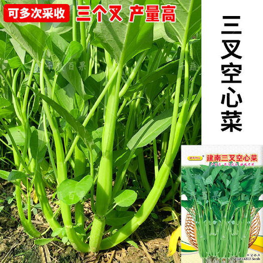 广州大叶三叉空心菜种籽子大田农家庭院四季青菜种子蔬菜种孑籽种