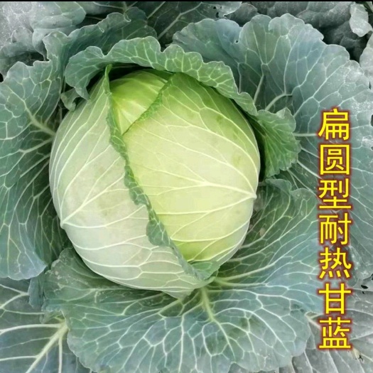 宜昌亚久三丰甘蓝种子耐热耐裂一代杂交叶球高扁圆形适宜夏秋栽培包菜