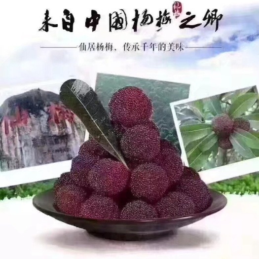 浙江仙居东魁杨梅，原产地直发。不打药，甜度高，果子大。