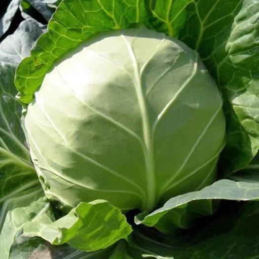 宜昌甜脆水果型甘蓝种子早熟圆球形口感脆嫩生食味美适合春秋播耐裂球