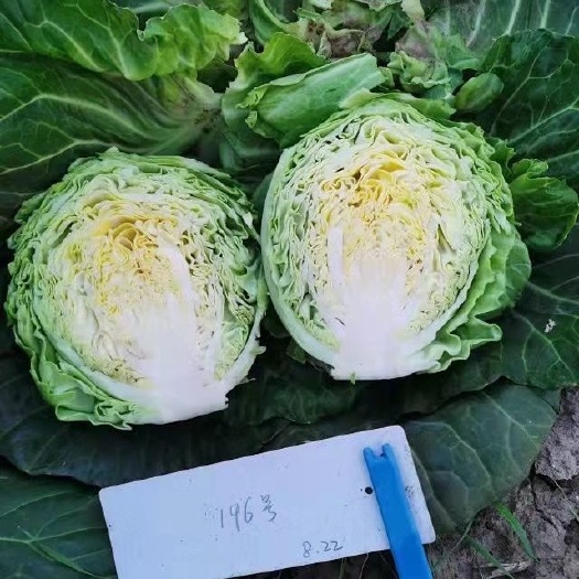 宜昌久绿50早熟甘蓝种子一代杂交球形美观口感脆嫩可生食抗病春秋播