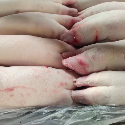 商丘母猪带筋蹄