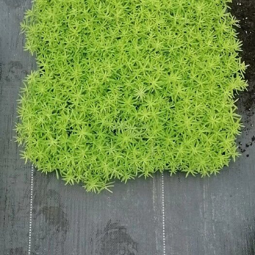 义乌市佛甲草 金叶佛甲草