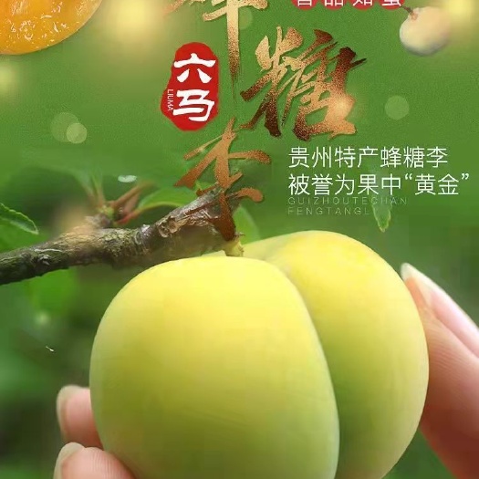 丰都正宗六马蜂糖李高端水果新鲜水果现摘现发礼盒装装包邮