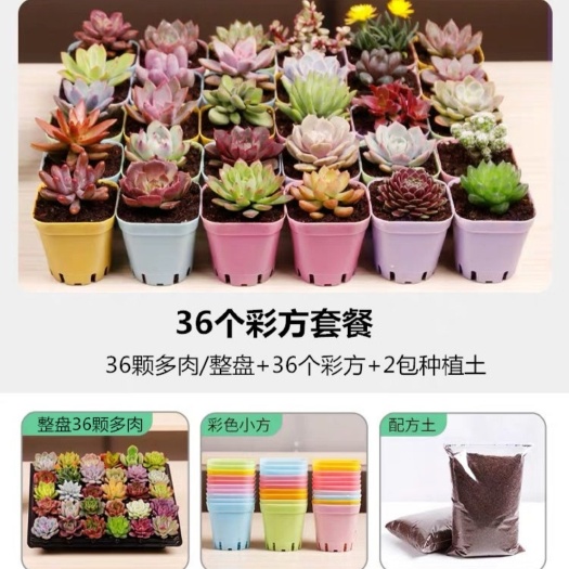 广州多肉植物36颗带土带彩色方盆包邮1.2元/颗不重复