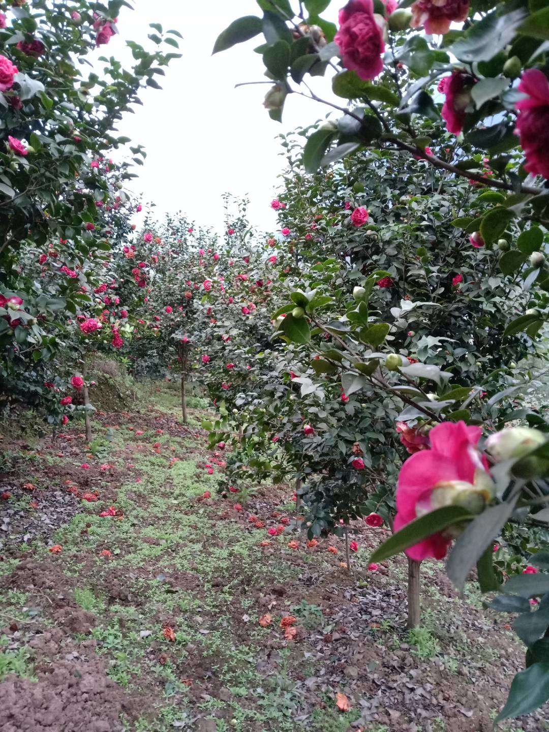 茶花大苗