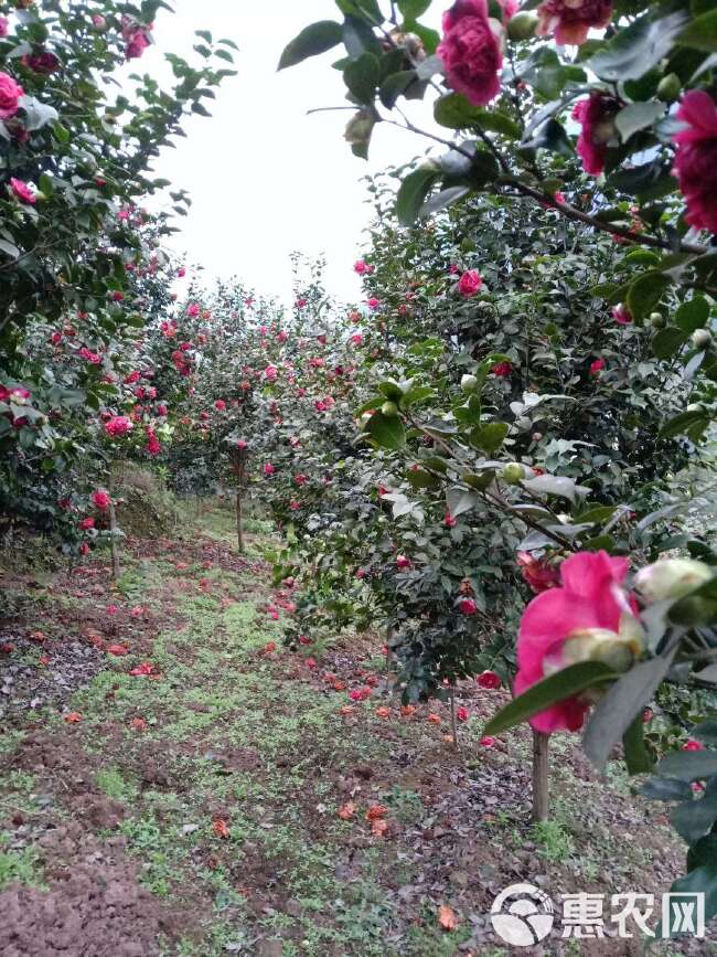 茶花大苗