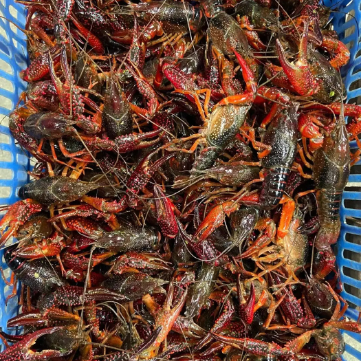 江陵县小龙虾活虾批发