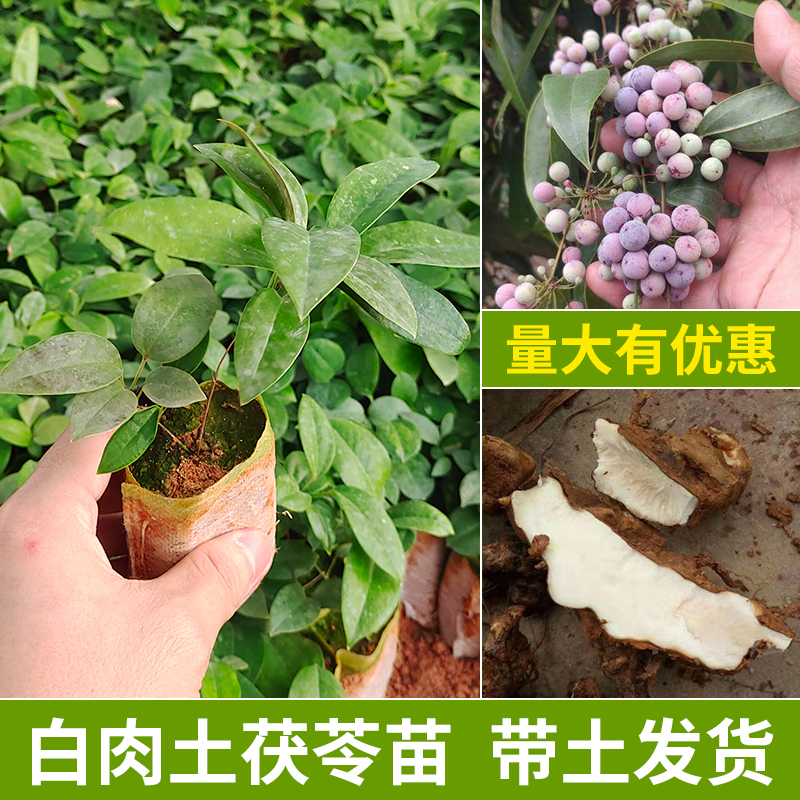 灵山县白肉土茯苓杯苗优质高产种植苗