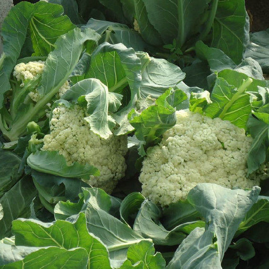久松60松花菜种子引进青梗散花菜半松型秋季早中熟有机蔬菜