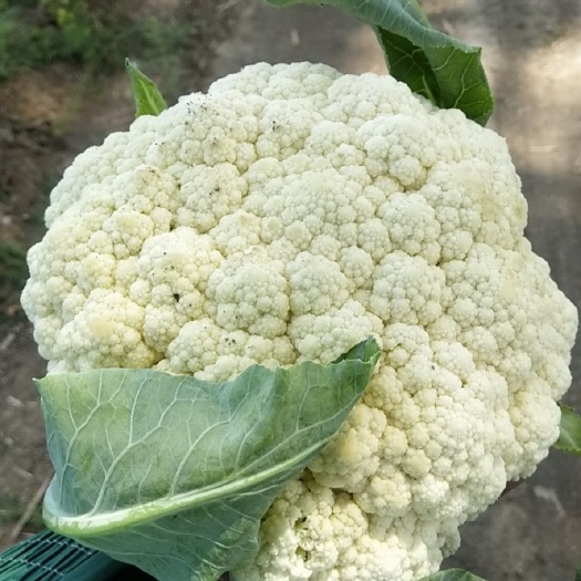 蒙城县量大花好