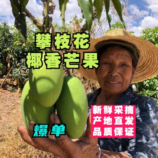 （批量）
椰香芒果四川攀枝花产地直供