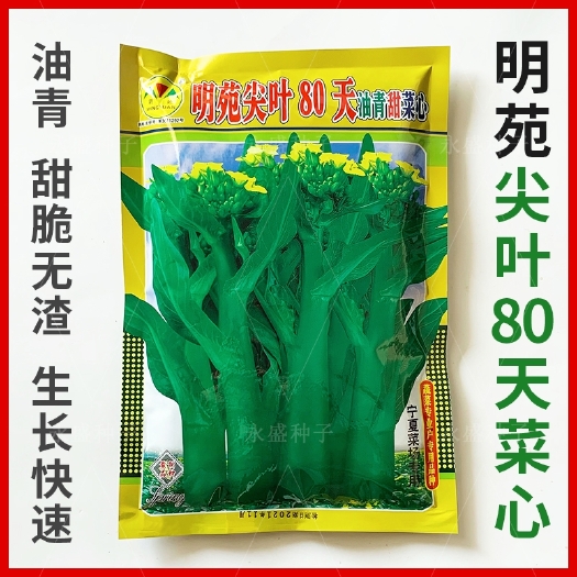 广州明苑尖叶80天油青甜菜心种子特粗苔菜心菜种籽大田种蔬菜种
