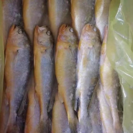 南通小黄鱼