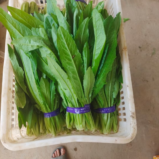 曹县油麦菜