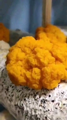 安顺金耳菌种直供，提供种植技术，协助销售，可回收，签订回收合同。