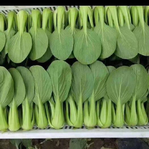 曹县精品多，货量充足