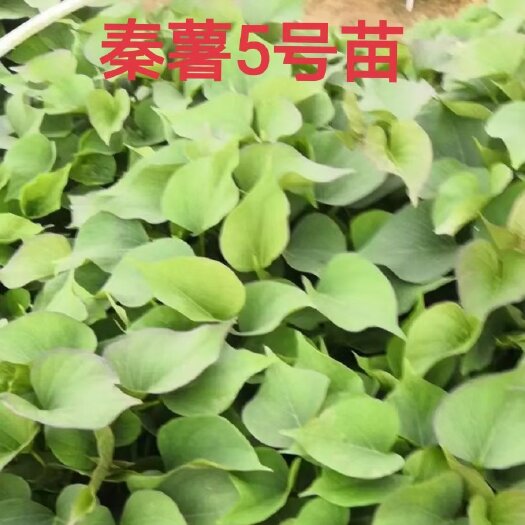 咸阳秦薯5号红薯苗 25~35cm
