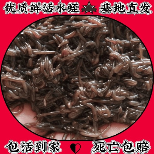 宿迁水蛭苗水蛭宽体金线蛭蚂蟥苗菲牛苗卵茧幼苗开口苗满月苗青年苗