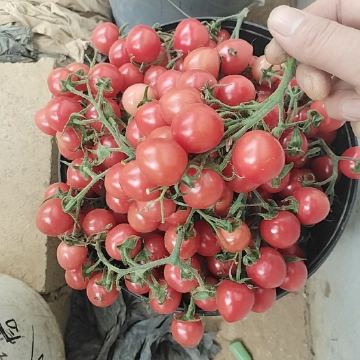 枣庄串果  粉串，小西红柿