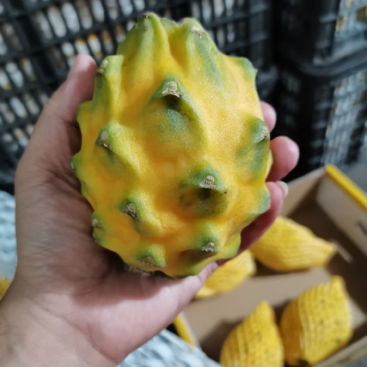 海口燕窝果