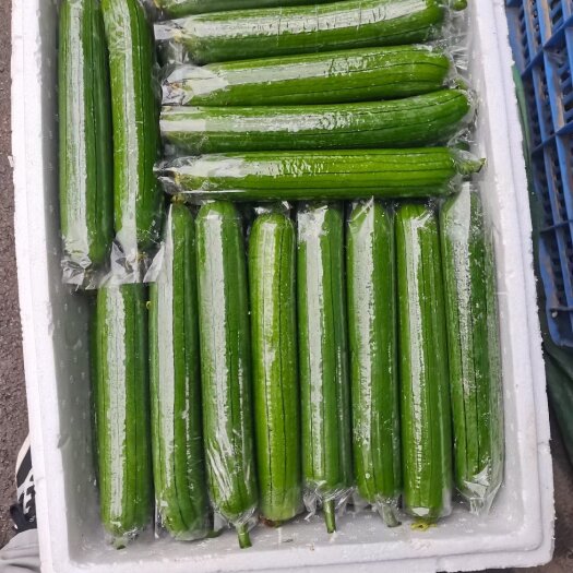 横州市广西绿色产品无棱丝瓜