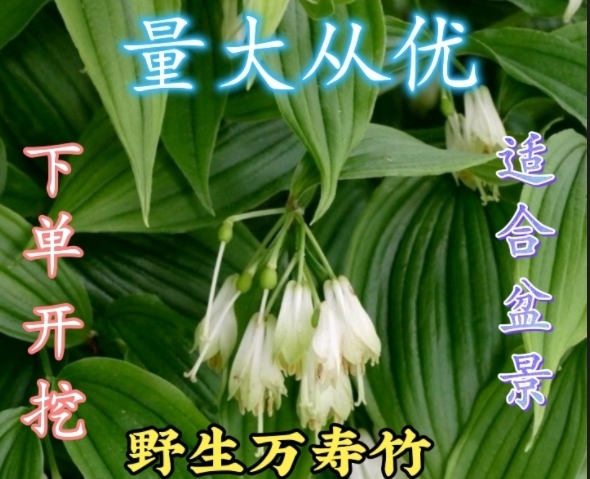 罗平县新鲜万寿竹，下单即挖，可作为观赏植物来栽培