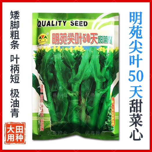 广州明苑尖叶50天油青甜菜心菜种籽耐热广东菜心种子夏季大田蔬菜种