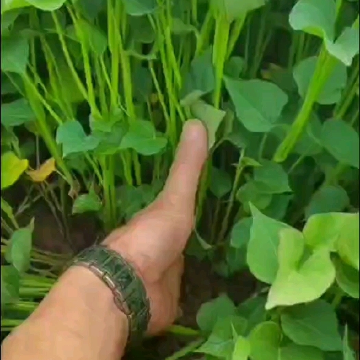 咸阳陕西杨凌脱毒红薯苗秦薯五号
